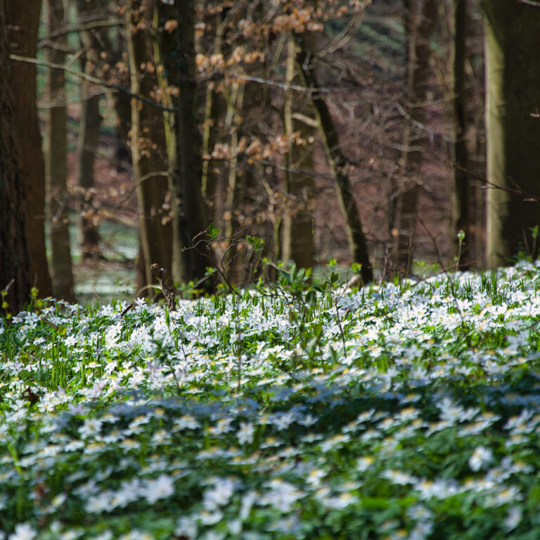 Anemonenblüte im Frühjahr im Nationalpark Jasmund