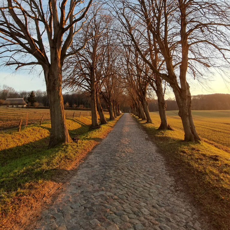 Eine Allee in Nipmerow