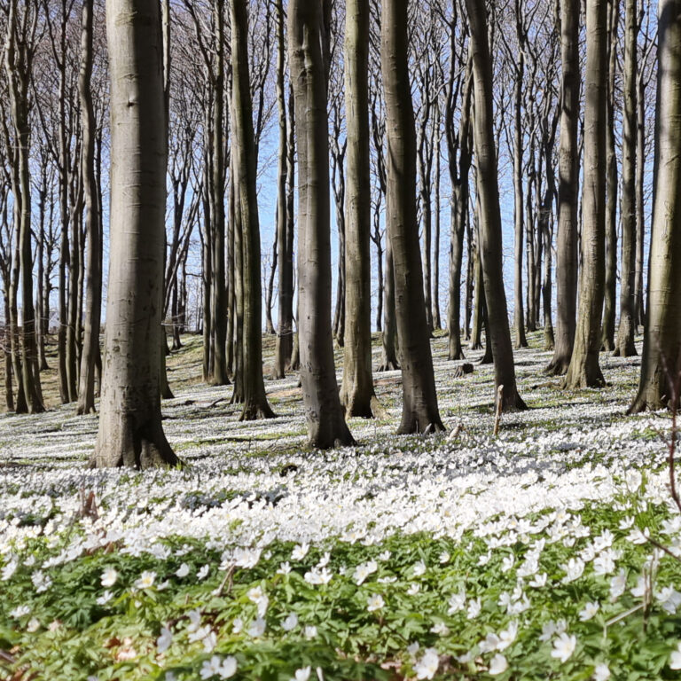 Buschwindröschen im Frühling bei Lohme