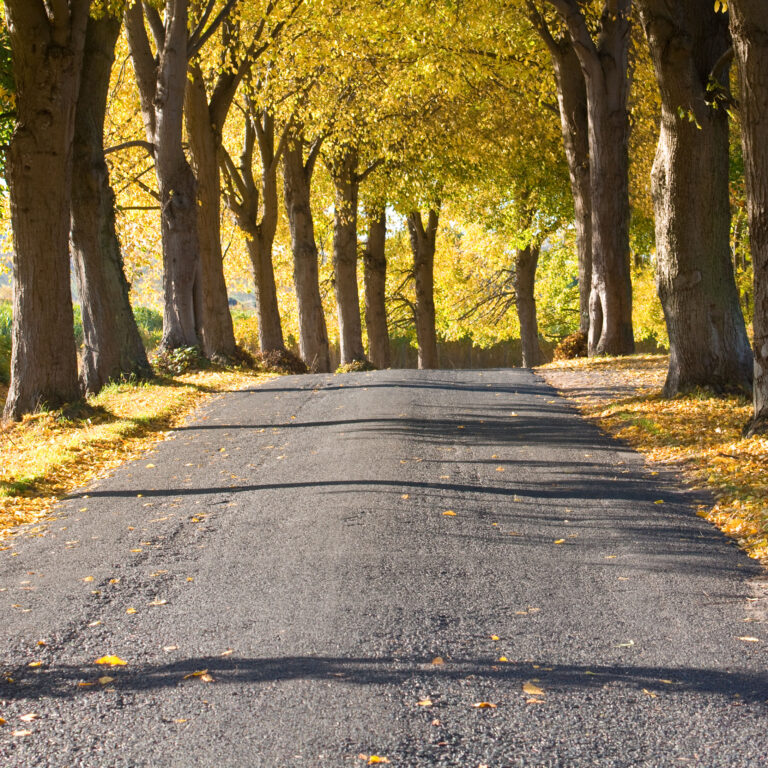 Alle bei Salsitz (Lohme) im Herbst